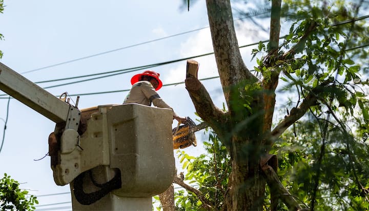 tree removal gig harbor wa