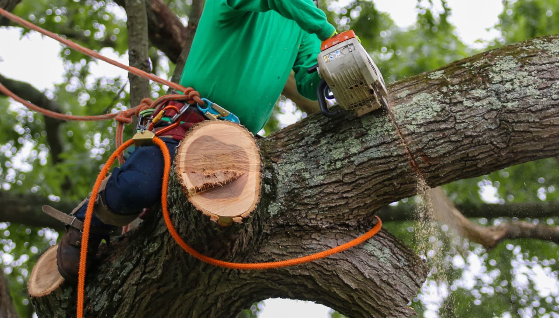 Shed your worries away with best tree removal in Gig Harbor
