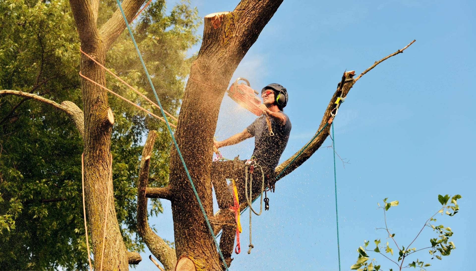 Get rid of tree problems with the expert tree removal contractors in Gig Harbor