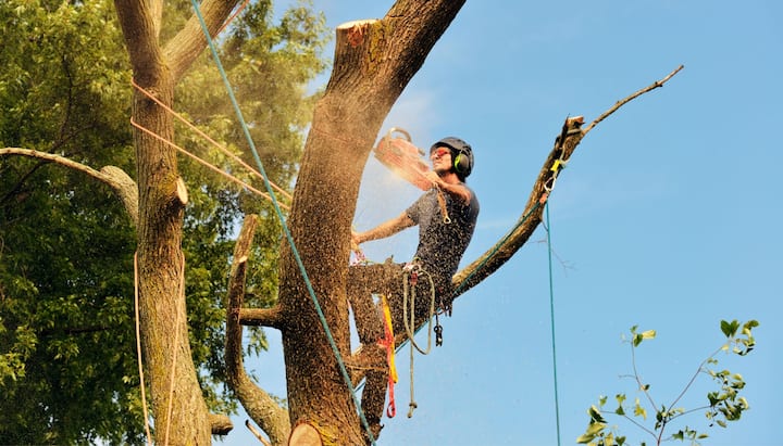 tree removal gig harbor wa