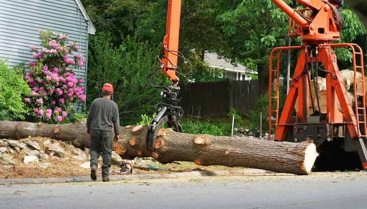 tree service gig harbor wa