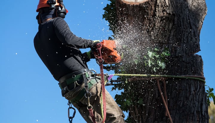 tree service gig harbor wa