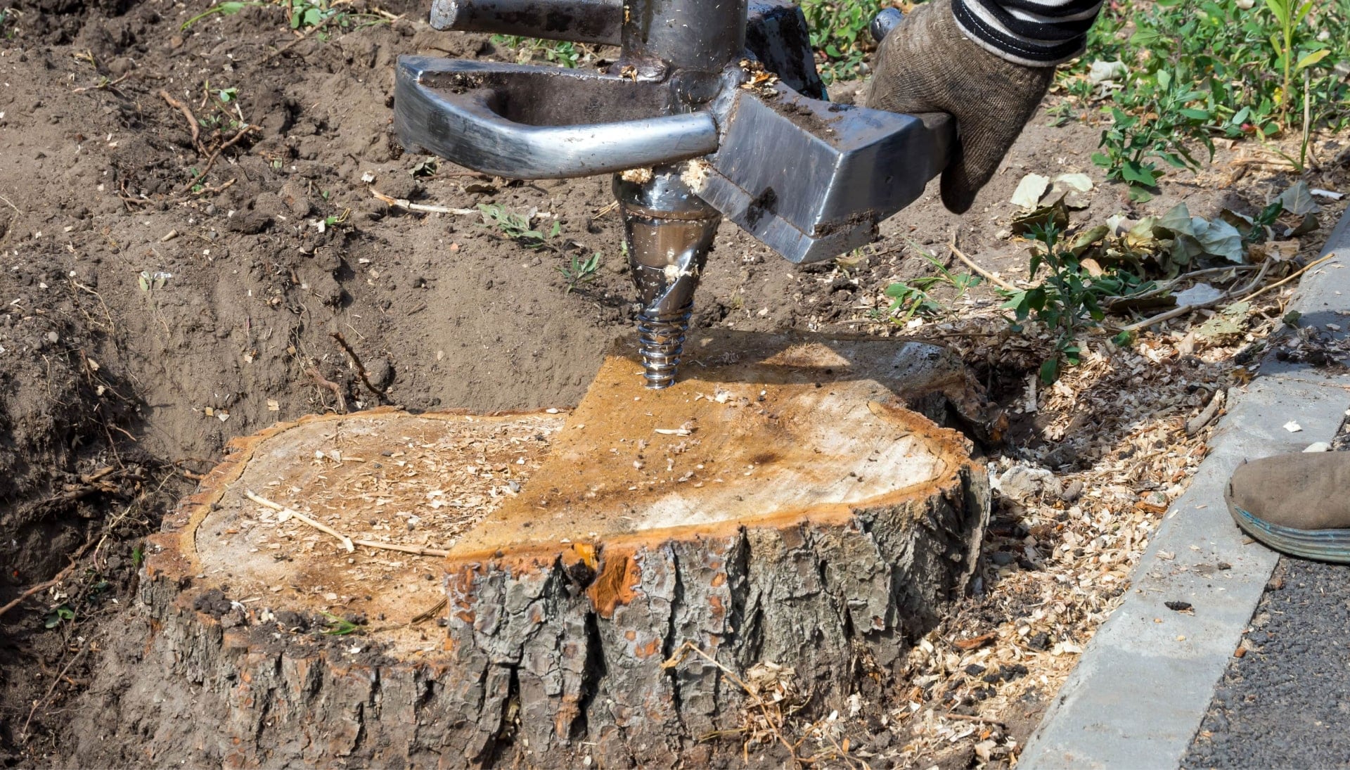 Gig Harbor Tree stump removal